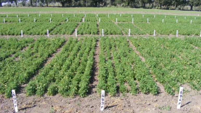 El "oro verde" de Argentina: La alfalfa impulsa a Córdoba y proyecta exportaciones millonarias